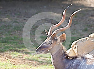 Antelope Bongo